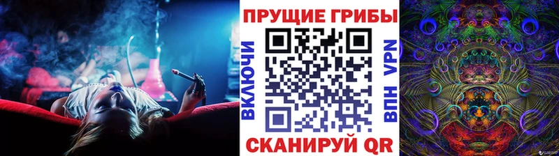 купить наркоту  Новая Ладога  Галлюциногенные грибы Psilocybe 